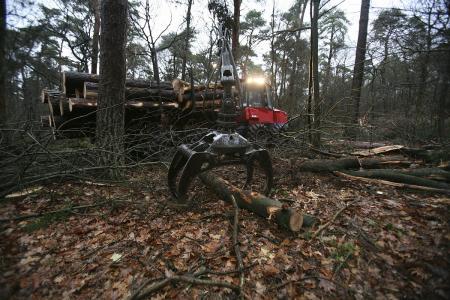 荷兰木材通过森林认证